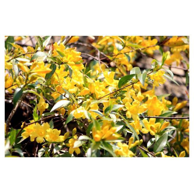 ✧輝くような✧明るさの黄色い花が甘く周囲に漂う香り。カロライナジャスミン苗☆ ハンドメイドのフラワー/ガーデン(プランター)の商品写真
