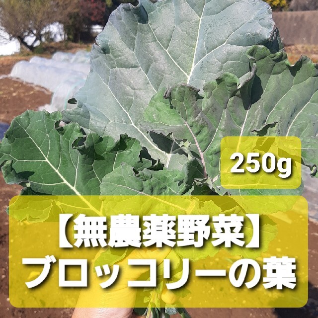 【無農薬野菜】ブロッコリーの葉っぱ250g その他のペット用品(小動物)の商品写真