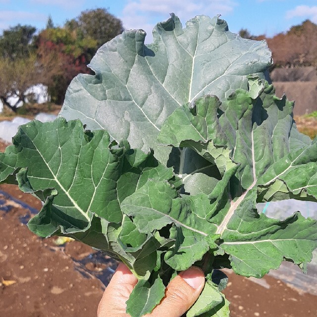 【無農薬野菜】ブロッコリーの葉っぱ250g その他のペット用品(小動物)の商品写真