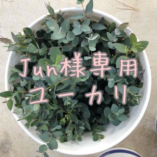 Jun様専用ユーカリ(その他)