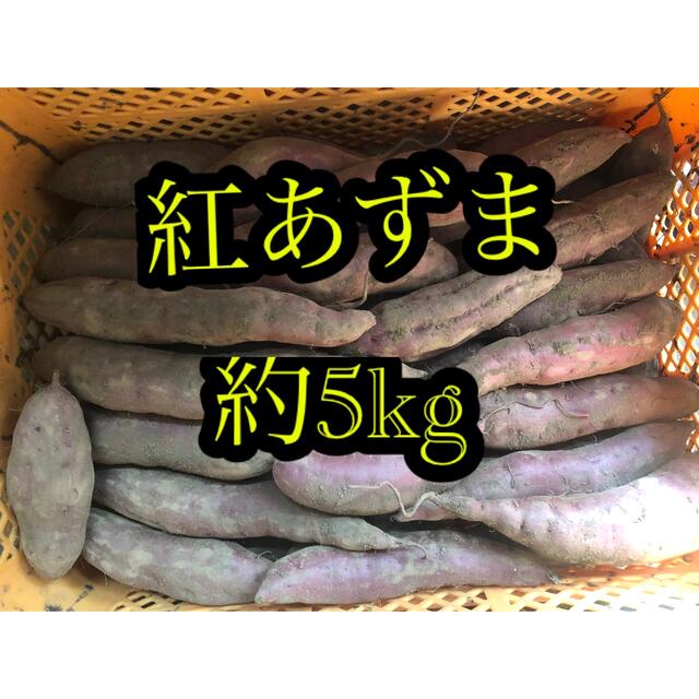 新物 紅あずま 約5kg 大容量 茨城産 食品/飲料/酒の食品(野菜)の商品写真