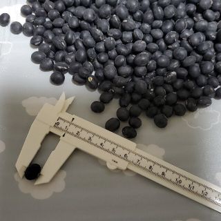 2021年産 丹波種 無農薬黒豆600ｇ(米/穀物)