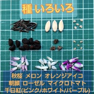 sayasaya2011様専用【増量中】種 いろいろ ローゼル・千日紅など(その他)