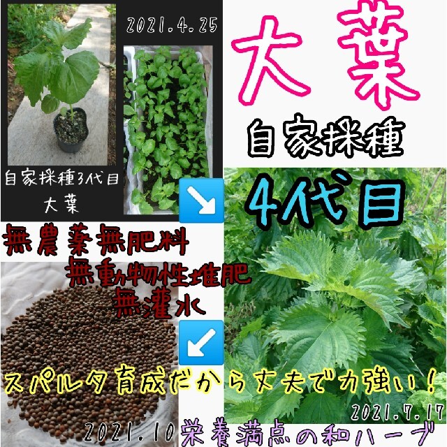 大葉 自家採種 4代目 野菜の種 ハーブの種 種子 種 固定種 有機種子 無農薬 食品/飲料/酒の食品(野菜)の商品写真