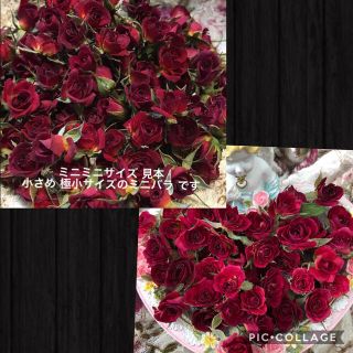 ゆか様専用★ミニミニ薔薇20輪+おまけ2輪付き&ミニバラ（開花）20輪+5輪付き(ドライフラワー)