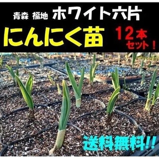 にんにく苗(ホワイト六片/青森 福地/国産) 12本　　暖地用・無農薬　ニンニク(野菜)