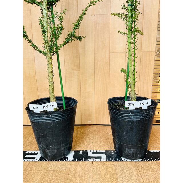 フィンガーライム実生苗□現品のお届け□5鉢/高さ80CM/4.5号ポット フィンガーライム実生苗□現品のお届け□5鉢/高さ80CM/4.5号ポット