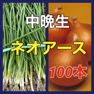 貯蔵ができる‼️晩生ネオアース玉葱苗‼️100本入❗️(野菜)