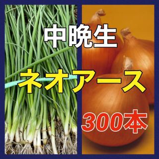 種苗店からお届け‼️晩生ネオアース玉葱苗‼️300本入(野菜)