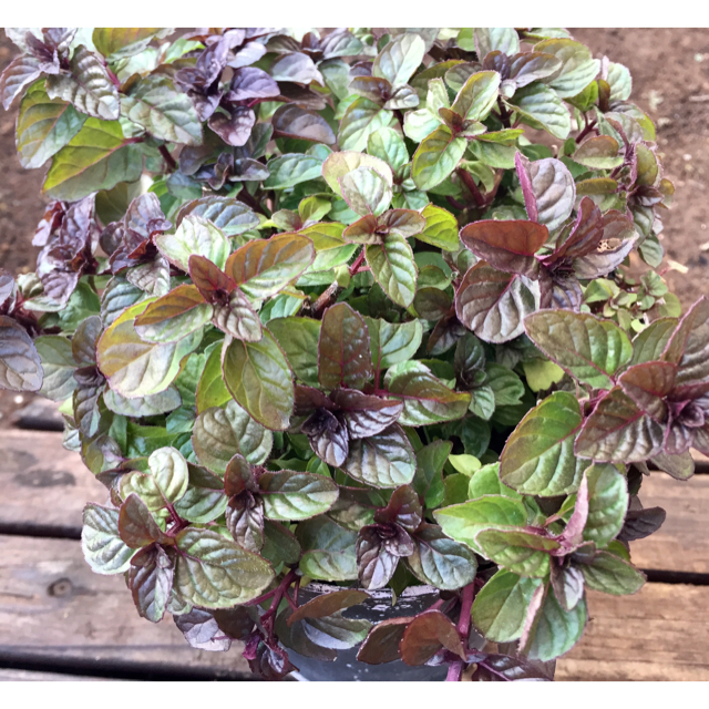 銀の紫陽花が作った香りのハーブ・ミントの鉢植え ③ ハンドメイドのフラワー/ガーデン(プランター)の商品写真