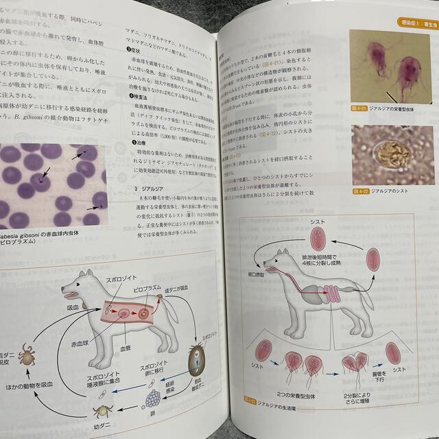 ビジュアルで学ぶ動物看護学 エンタメ/ホビーの本(科学/技術)の商品写真