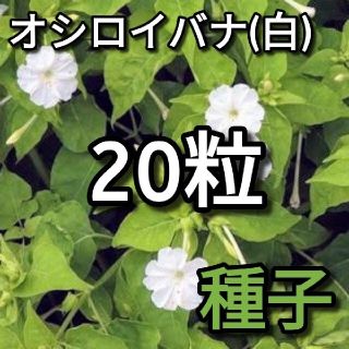 オシロイバナ 白花種の種子 20粒(その他)