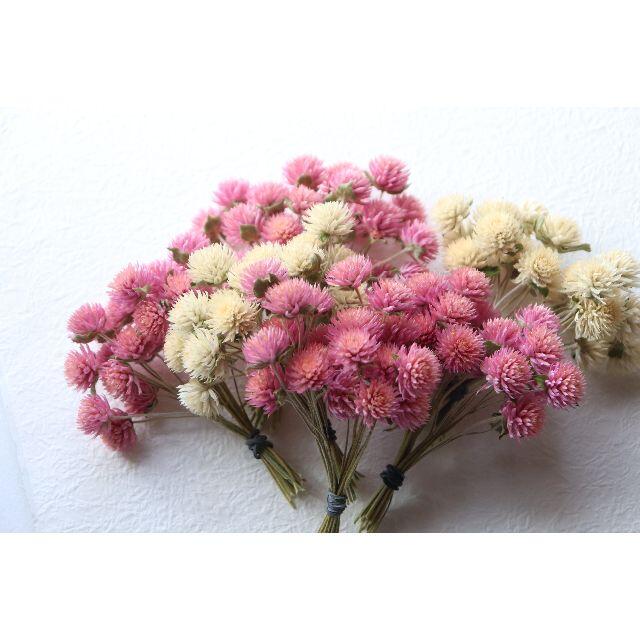 千日紅ピンク＆白 2色 120本（短い茎付き） ハンドメイドのフラワー/ガーデン(ドライフラワー)の商品写真