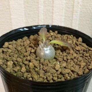 パキポディウム 恵比寿大黒 実生 ①(その他)