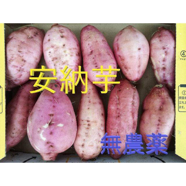 大分県産 安納芋 ご試食版 食品/飲料/酒の食品(野菜)の商品写真