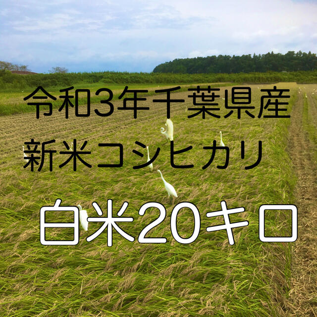 令和3年新米コシヒカリ白米20キロ 食品/飲料/酒の食品(米/穀物)の商品写真