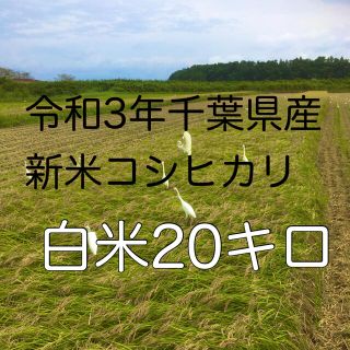 令和3年新米コシヒカリ白米20キロ(米/穀物)