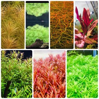 水草セット　7種類 水中葉　無農薬　無害虫(アクアリウム)