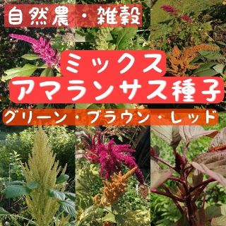 【自然農・自家採種】アマランサスの種ミックス　カラフル　レッドグリーンブラウン(その他)