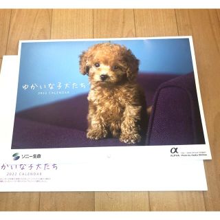 ソニー(SONY)のカレンダー　壁掛け　子犬　2022年　ソニー生命　ゆかいな子犬たち(カレンダー/スケジュール)