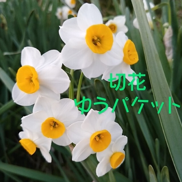 日本水仙 切り花 ゆうパケットの通販 By Cororo S Shop ラクマ 日本水仙 切り花 ゆうパケットの通販 By Cororo S Shop ラクマ
