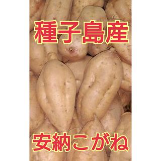 Kst様専用　種子島産安納芋（安納こがね）S〜M 五キロ(野菜)