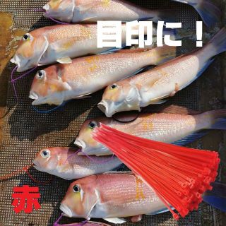 魚の目印に★ タイラップ インシュロック ナイロン ケーブルタイ 3㎜×250 (その他)