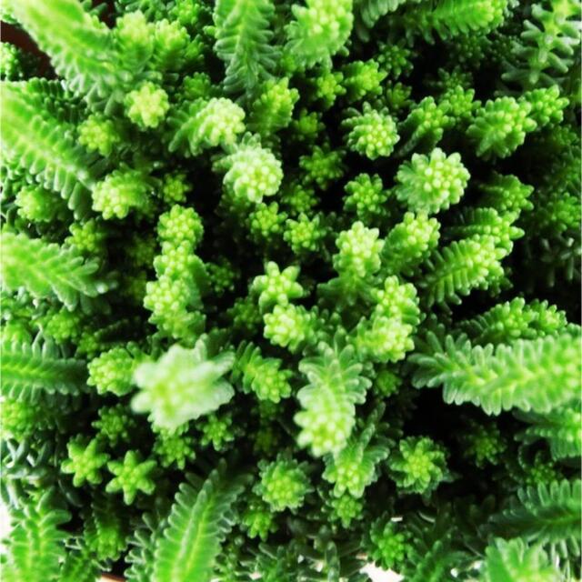 多肉植物　セダム　サクサグラレモスグリーン　カット苗 ハンドメイドのフラワー/ガーデン(その他)の商品写真