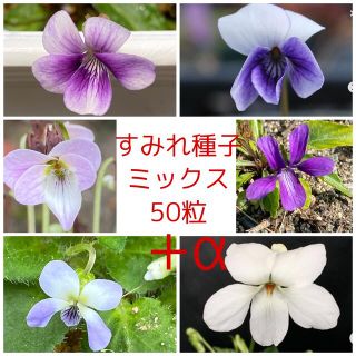 増量中 すみれ種子ミックス50粒(その他)