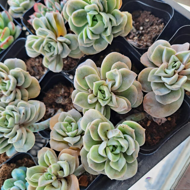 純正早割 多肉植物專用出品 laverite.mg