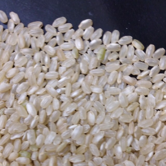 玄米30kg　米/穀物　減農薬・減化学肥料　のとひかり