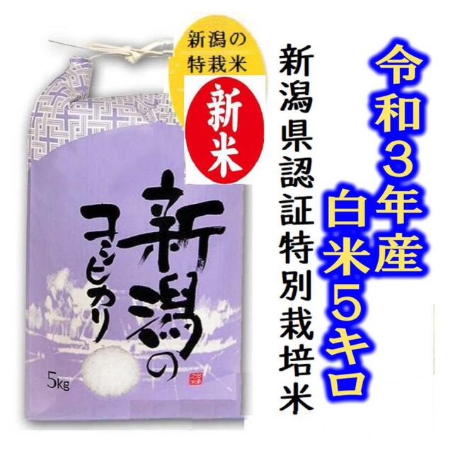 9月15日稲刈り 新米 令和5年度岐阜県産コシヒカリ10kg