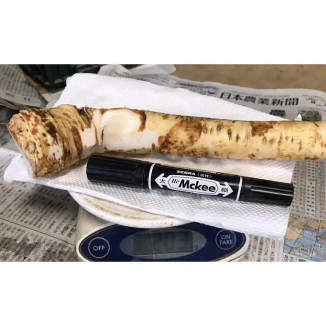 旨い❗️辛い❗️北海道山わさび200gの通販 by まるしゅん|ラクマ