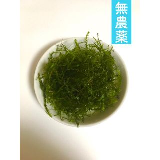 ウィローモス 約 30 g - 無農薬 -の通販 by nihonmizukusa |ラクマ
