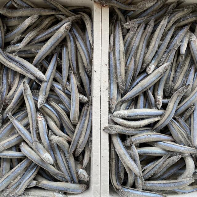10キロ】新鮮キビナゴ 採れたてを急速冷凍! 食用はもちろん 10キロ】新鮮キビナゴ 採れたてを急速冷凍! 食用はもちろん