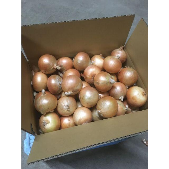 北海道産　タマネギ　Ｍサイズ　10kg　農家直送 食品/飲料/酒の食品(野菜)の商品写真