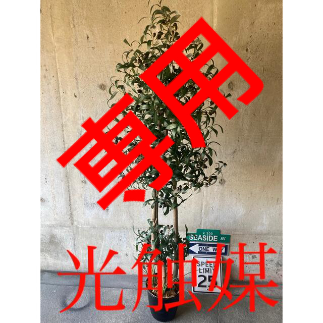 光触媒　人工観葉植物　ウォールグリーン　フェイク　アレンジ　オリーブ175