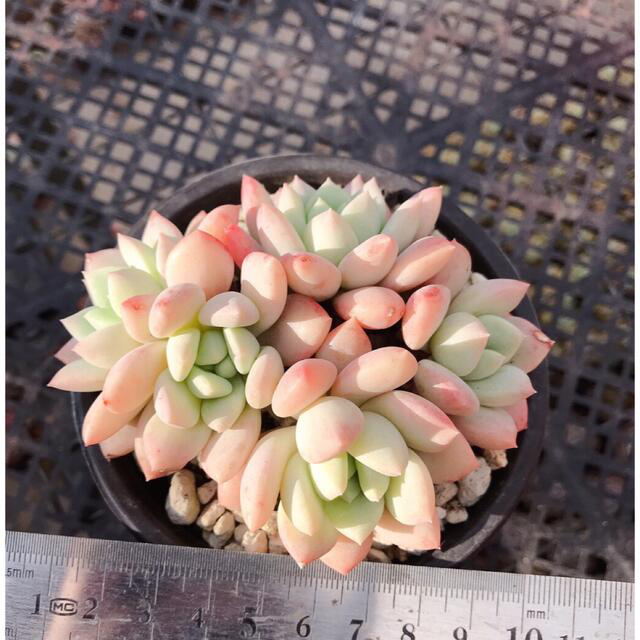 エルメス 葉挿し 発根済み！ １つ 多肉植物