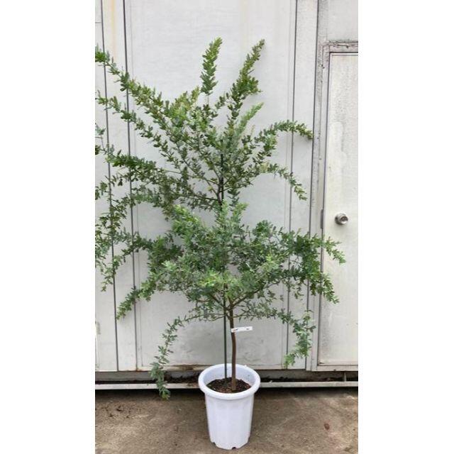 安い購入 現品 ミモザアカシア 樹高1 8ｍ 鉢含まず 31 鉢植え 苗木 未使用 Shanasplace Com