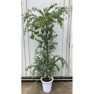 《現品》ミモザアカシア　樹高1.8ｍ（鉢含まず）32【鉢植え/苗木】(その他)