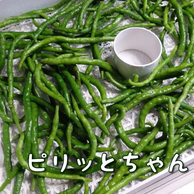 青唐辛子ミックス【最終出品】 食品/飲料/酒の食品(野菜)の商品写真