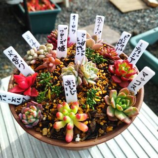 多肉植物小苗セット（カット苗、抜き苗）紅葉シリーズ(プランター)