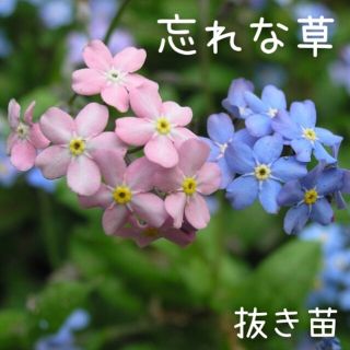 【aaa様専用】忘れな草 抜き苗 ブルー6株(その他)