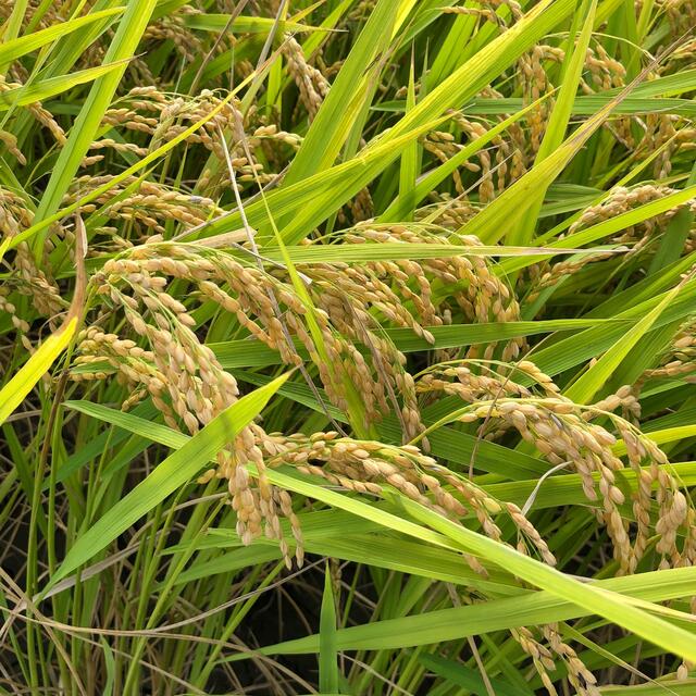 年末特価　新米あきさかり　低農薬玄米10キロ 食品/飲料/酒の食品(米/穀物)の商品写真