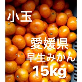 愛媛県　早生みかん　柑橘　15kg(フルーツ)