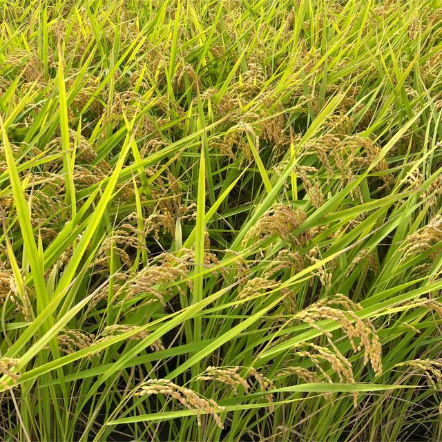 年末特価　新米あきさかり　低農薬玄米5キロ 食品/飲料/酒の食品(米/穀物)の商品写真