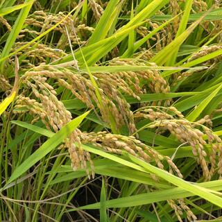 年末特価　新米あきさかり　低農薬玄米5キロ(米/穀物)