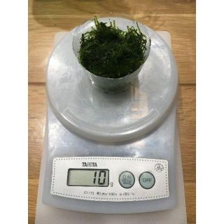 南米ウィローモス 10g - メダカ ミナミヌマエビの水槽レイアウトに⑧(アクアリウム)