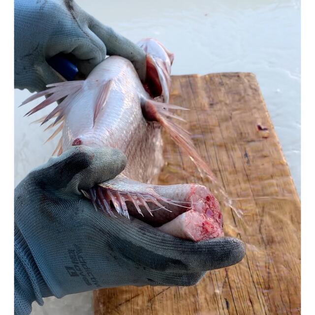 ☆海鮮パックの詰め合わせ☆　鮮魚　海の幸　津本式血抜き　瀬戸内海　天然 食品/飲料/酒の食品(魚介)の商品写真