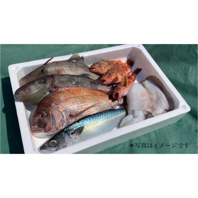 ☆海鮮パックの詰め合わせ☆　鮮魚　海の幸　津本式血抜き　瀬戸内海 食品/飲料/酒の食品(魚介)の商品写真